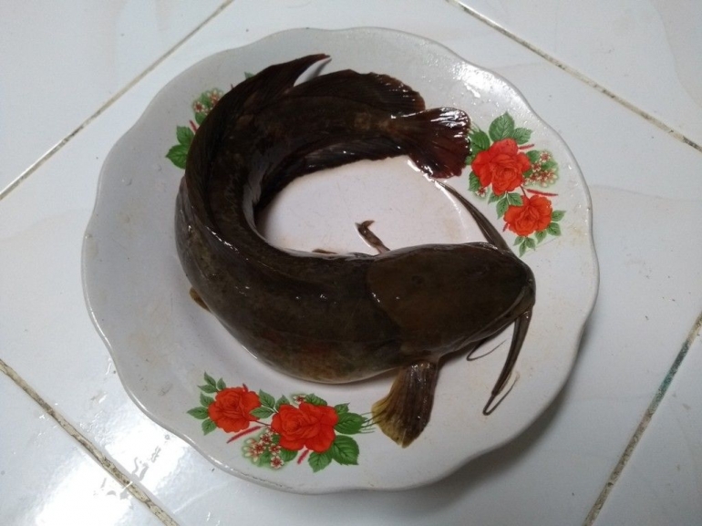 Ikan lele (limbat) produk Danau Kerinci. Foto NURSINI RAIS