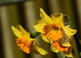 Buunga Narcissus (Sumber: RonOtt Photograph)