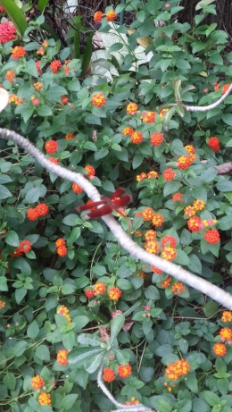 Capung merah maron di rumahku (foto: koleksi pribadi)