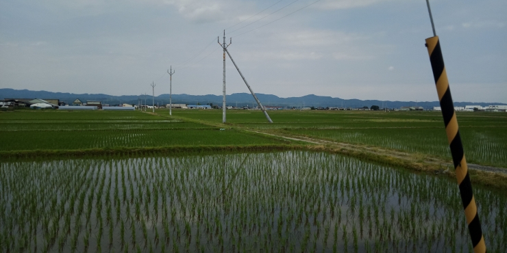Areal persawahan di Niigata, Japan (Dok Pribadi)