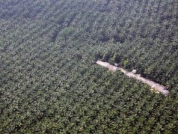 Perkebunan Kelapa Sawit di Indonesia. (foto: tribunnews.com) 