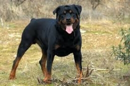 Stock Photo of a Rottweiller via wsfa.com