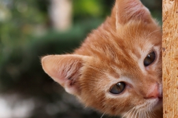 Anak kucing- foto:birgl/pixabay.com