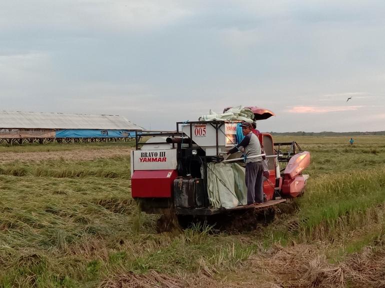 Combine harvester alias Kombet sedang memanen padi (dokpri)