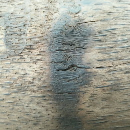 Beragam motif surealis permukaan batang kelapa (Dokpri)