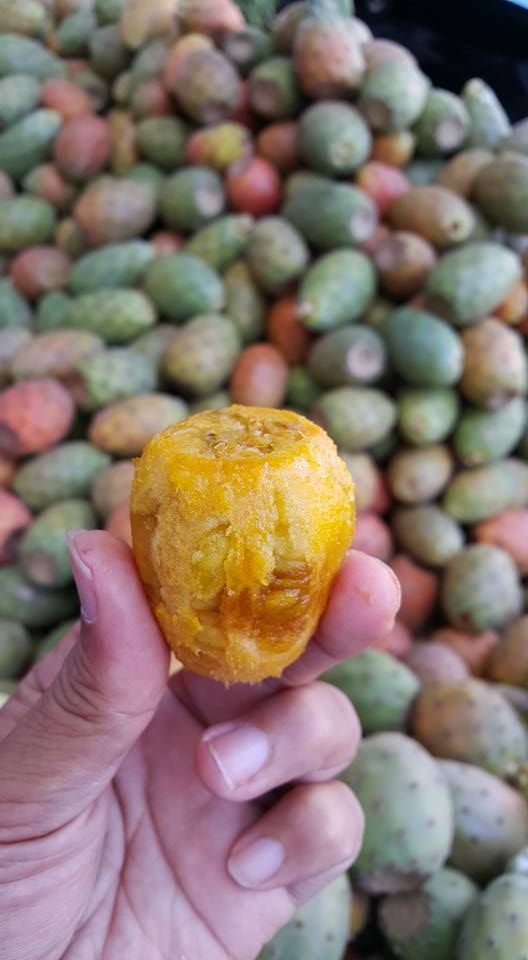 Buah Kaktus dari Makanan Ternak hingga Menjadi Elixir Buah Kaktus dari Makanan Ternak hingga Menjadi Elixir