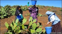 Perempuan pemetik buah kaktus di Maroko|Sumber: BBC News