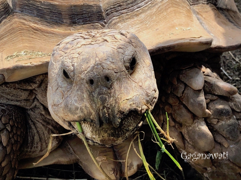 Mengapa Harga Kura Kura Kecil Lebih Mahal Dari Kura Kura Raksasa Halaman All Kompasiana Com Mengapa Harga Kura Kura Kecil Lebih Mahal Dari Kura Kura Raksasa Halaman All Kompasiana Com