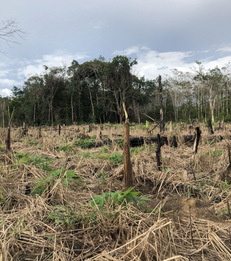 Foto: Lahan Bekas Padi Ladang ditanami Singkong dan Pisang | dokpri