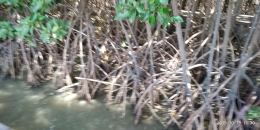 Akat mangrove bisa menahan air dan menjadi tempat tinggal ikan, kerang dan udang | dokpri