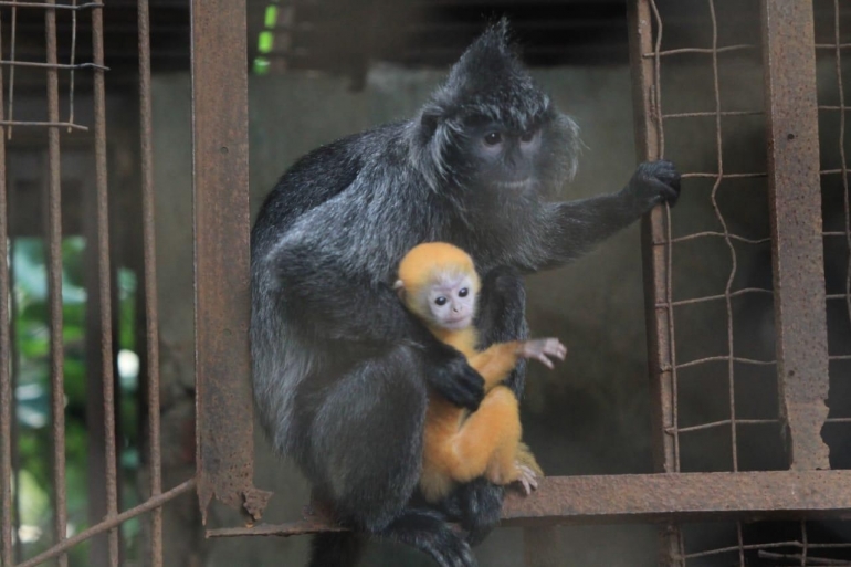 Warna bulu Remon yang kuning kecokelatan sangat menarik perhatian. (foto: dok. Bazoga)