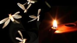 Sekelompok Binatang Laron Terbang Mendekati Cahaya Lampu Minyak (Sumber foto: https://www.rumahlia.com)