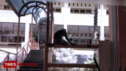 Seekor monyet bertengger di tangga penghubung antar gedung FT Unnes (dok. TimesIndonesia.co.id)