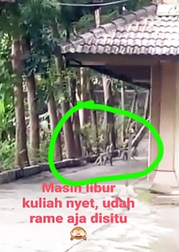 Tangkap layar video kemunculan monyet mulai masuk area kampus Unnes - dok. Syaiful