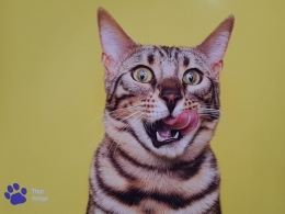 Kucing  Sumber: Kalender RACQ Juni 2020