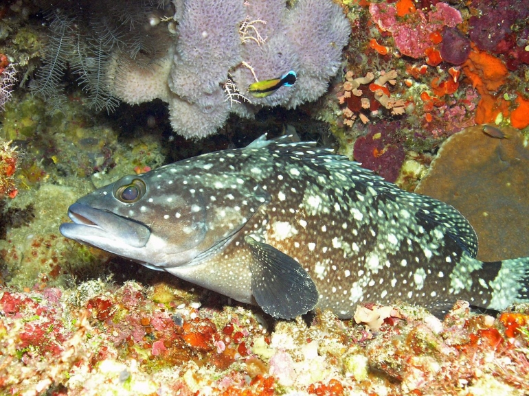 Ikan kerapu (Epinephelus howlandi) di Taman Laut Bunaken, Sulawesi Utara | Wikimedia Commons