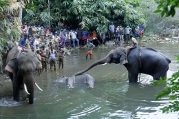 Warga setempat menarik gajah hamil yang tewas disungai, Di districk Pallakad | thetelegraph.com