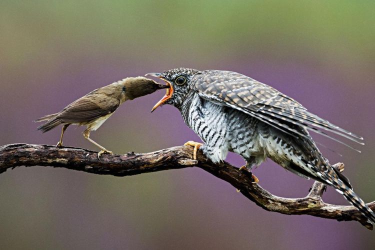 Burung Cuckoo diberi makan oleh induk asuhnya (sumber: sains.kompas.com)