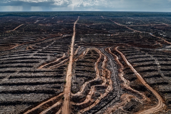 Deforestasi-Boven Digoel-geckoproject 