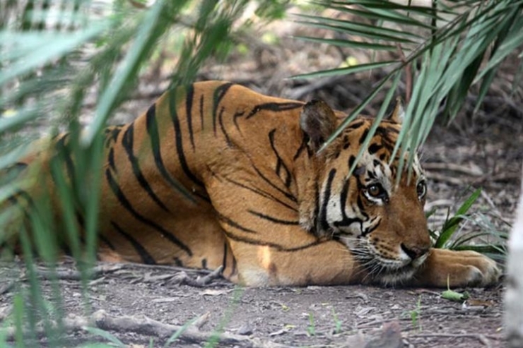 Ilustrasi harimau (sumber: Indianexpress via kompas.com)