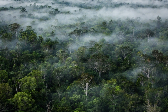 Hutan Boven Digoel-geckoproject 