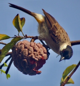 Burung menikmati buah srikaya merah 2 (Foto: Yulita Dewi Rosa)