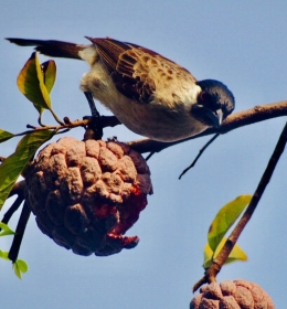 Burung menikmati buah srikaya merah (Foto: Yulita Dewi Rosa)