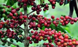 tanaman kopi | source : depokpos.com