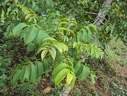 pohon kedondong hutan yang banyak manfaat. Dok. Wikipedia