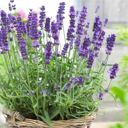 https://samudrabibit.net/blog/cara-menanam-lavender 