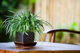 Tanaman Spider Plant Foto: Shutterstock 