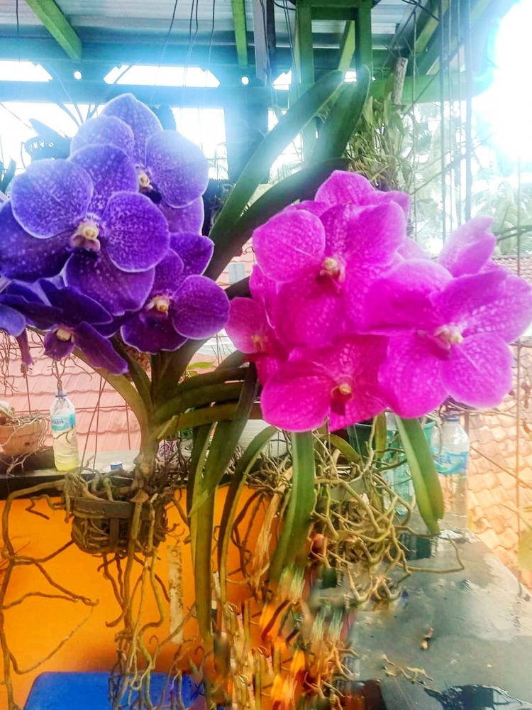 Anggrek Vanda Jadi Idola Karena Mudah Perawatannya Halaman Anggrek Vanda Jadi Idola Karena Mudah Perawatannya Halaman