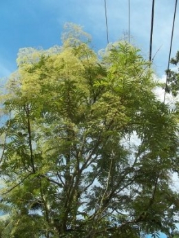 Pohon sungkai berbunga - Foto creative commons https://www.flickr.com/photos/3angel/