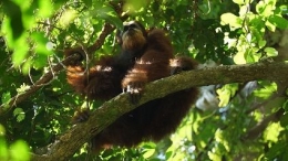                            Orangutan Tapanuli                            Foto: Alain Compost 