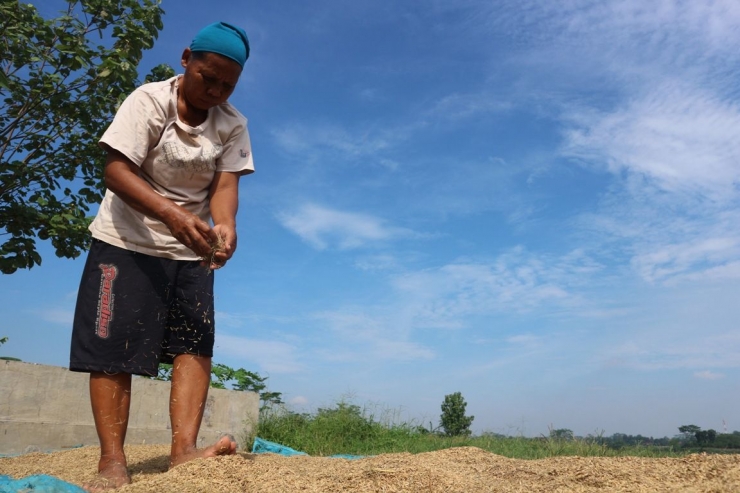 Seorang wanita paruh baya sedang menjemur padi/Foto: Lilian Kiki Triwulan