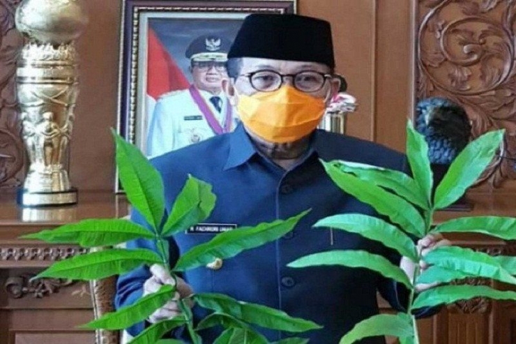 Gubernur Jambi H Fachrori Umar memperlihatkan Daun Sungakai yang disebut bisa untuk pengobatan COVID-19 (ANTARA/HO/Humas Prov Jambi)