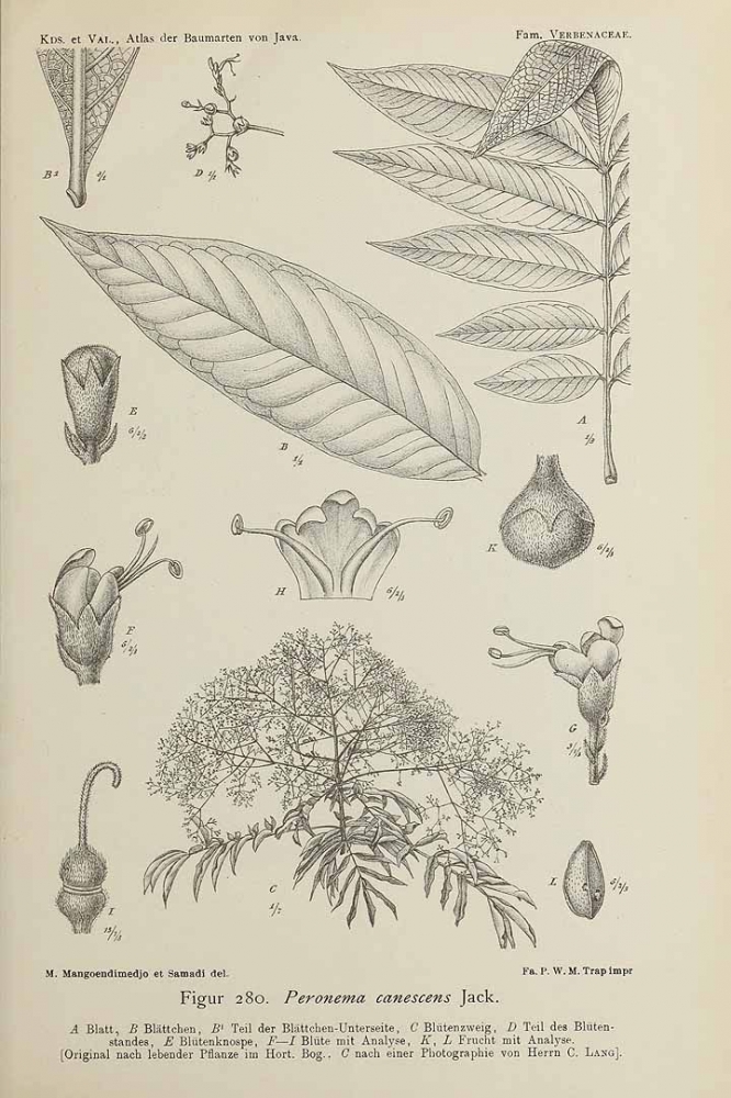 Tanaman sungkai sudah diteliti orang Eropa yang datang ke Jawa. Ini gambar dari Atlas der Baumarten von Java (1914).
