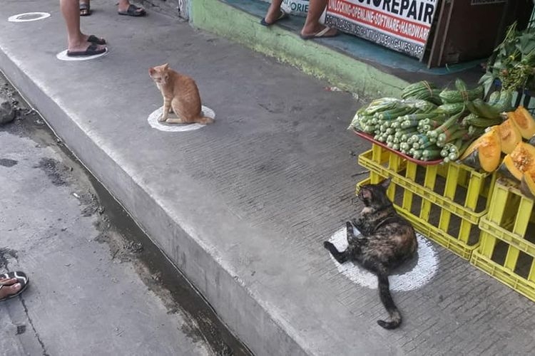Foto viral kucing yang ikut jaga jarak (The Phillipine Star via KOMPAS.com)