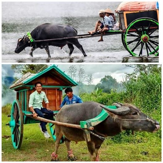 Pedati. Foto diolah dari 2 sumber, gramho.com dan factsofindonesia