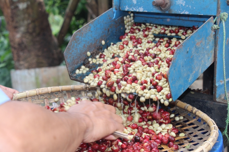 Mengupas biji kopi di Dusun Punik Sumbawa (dokpri)