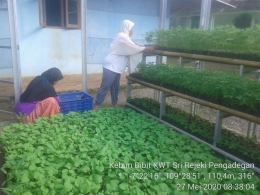 Anggota KWT Sri Rejeki sedang menyiapkan bibit sayuran di kebun bibit/Foto: Lilian Kiki Triwulan