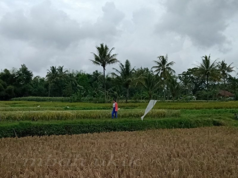 Gadis sekarang enggan kerja di sawah. Dokpri