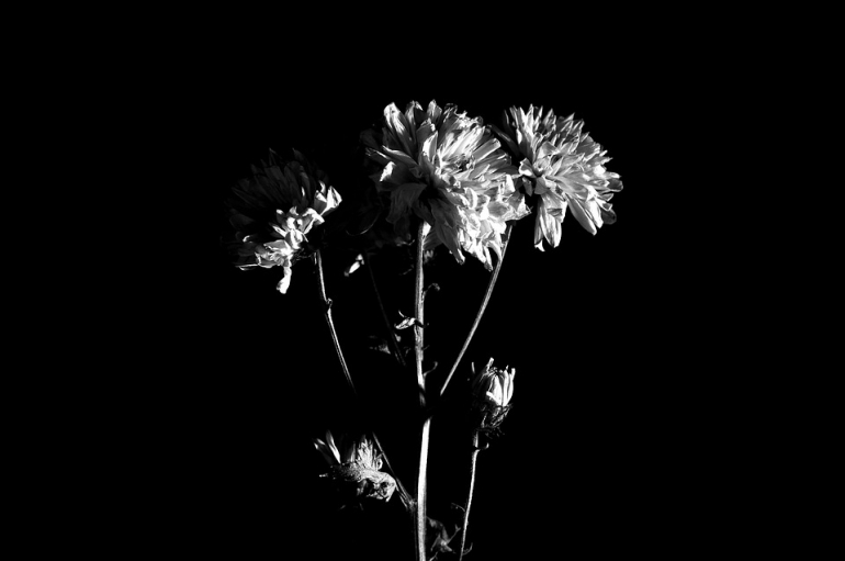 ilusatrasi setangkai bunga yang tumbuh. (sumber: pixabay)