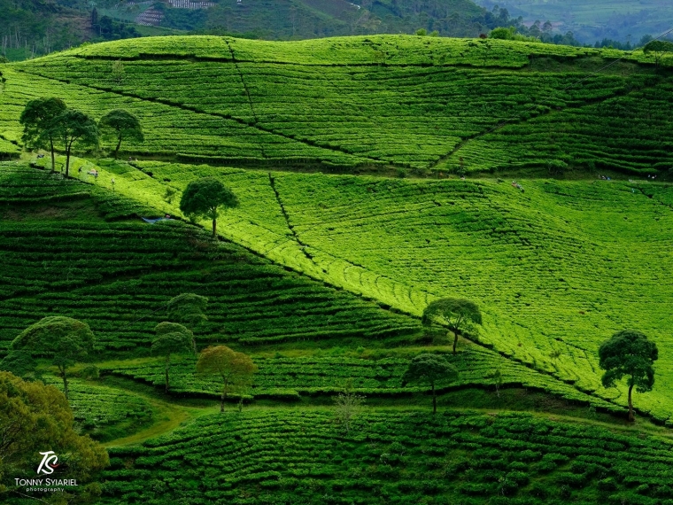 Cukul Pangalengan. Sumber: Koleksi pribadi