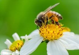 Ilustrasi simbiosis mutualisme antara lebah dan bunga (dok: sainspedia.xyz)