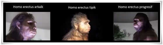 Ilustrasi: manusia purba Homo erectus (Dok. Balar DIY)