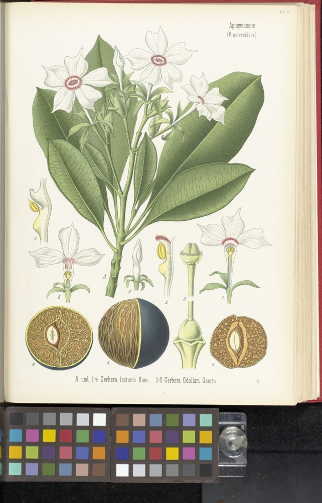 Bunga Bintaro/plantsoftheworldonline.org