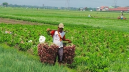menjadi petani sudah mulai ditinggalkan oleh warga brebes | Source : jateng.tribunnews.com (Dok. Mamdukh Adi Priyanto) 