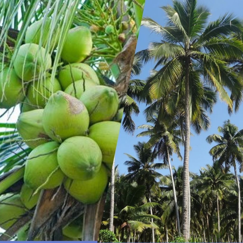 Pengaruh Luas Lahan Perkebunan Komoditas Kelapa Terhadap Pembangunan ...