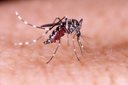 Nyamuk Aedes Aegypti (alodokter.com)